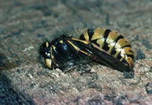 Queen: Queen Wasp - hibernating