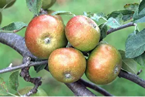 Apples: QUEEN'S COX APPLE - larger than the orange pippin