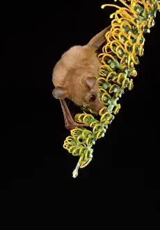 Grevillea: Queensland Blossom BAT - feeding on nectar of Grevillea