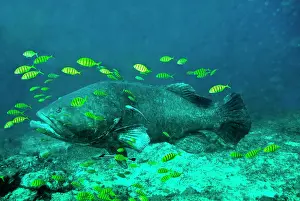 Weight: Queensland / Giant Grouper - largest Indopacific