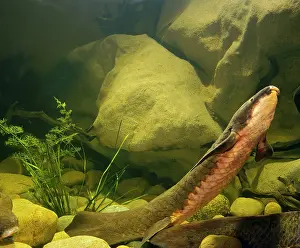 Lungfish: Queensland Lungfish