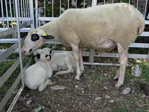 Litters: Quercy sheep and lambs in pens - Museum Curzals France