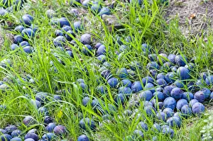 Plum: Quetsches fallen at the foot of the tree in summer