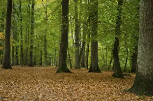 Soil: Quiet forest in autumn with deciduous soil and green leaves on the trees