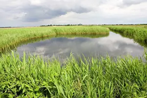 Anglia: Quiet pool in reedbeds