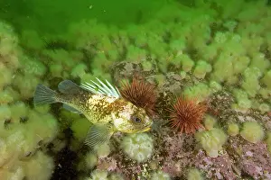 Rockfish: Quillback rockfish Sebaster maliger with a fish in the mouth