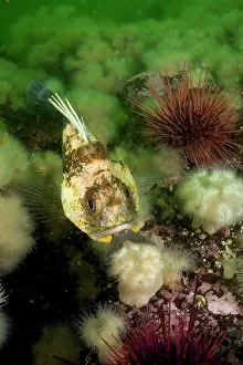 Rockfish: Quillback rockfish Sebaster maliger with a fish in the mouth