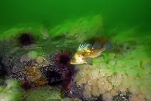 Rockfish: Quillback rockfish Sebaster maliger Vancouver Island British