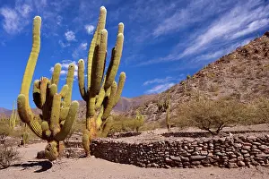 Remnants: Quilmes Ruins - giant Cardon cacti and remnants