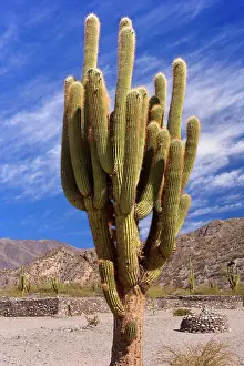 Remnants: Quilmes Ruins - giant Cardon cactus and remnants