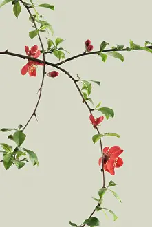 Quince: Quince
