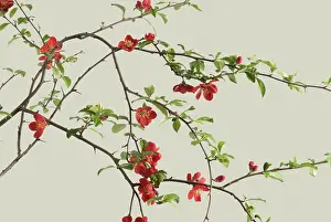 Quince: Quince