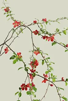 Quince: Quince