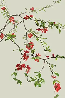 Quince: Quince