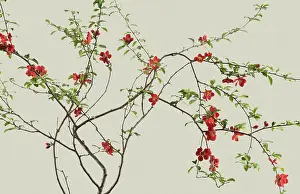 Quince: Quince
