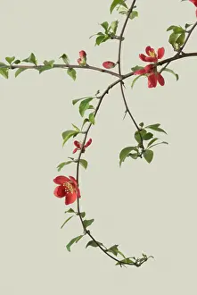 Quince: Quince