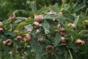 Cydonia: Quince