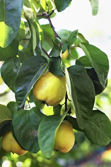 Cydonia: Quince