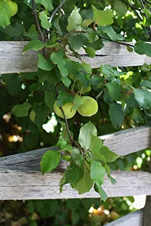 Cydonia: Quince