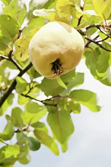 Cydonia: Quince