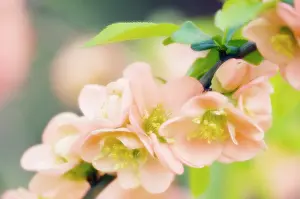 Quince: Quince