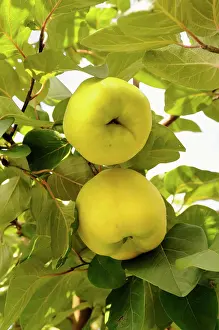 Quince: Quince