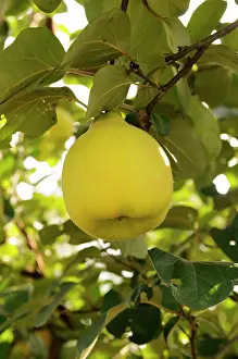 Quince: Quince
