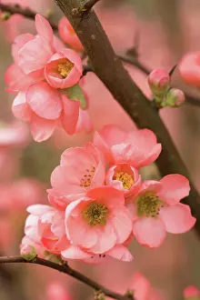 Superba: Quince