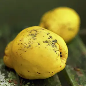 Cydonia: Quince
