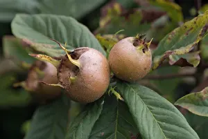 Cydonia: Quince