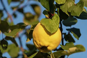 Cydonia: QUINCE