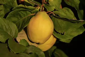 Cydonia: QUINCE