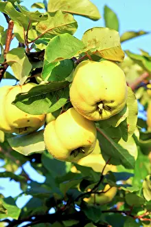 Cydonia: Quince Bas Rhin France