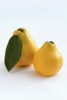 Cydonia: Quince, Cydonia oblonga, Yellow subject, White background