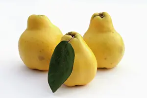 Cydonia: Quince, Cydonia oblonga, Yellow subject, White background
