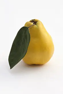Cydonia: Quince, Cydonia oblonga, Yellow subject, White background
