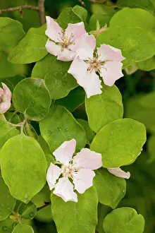 Cydonia: Quince - in flower