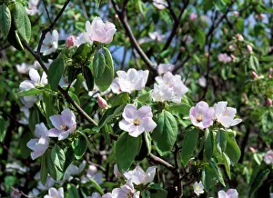 Cydonia: Quince - in flower, edible fruit