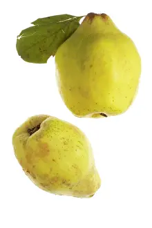 Cydonia: Quince Fruit