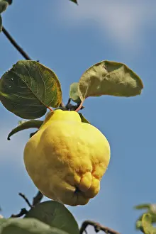 Cydonia: Quince Fruit - edible