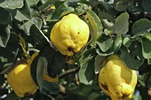 Cydonia: Quince Fruit - edible