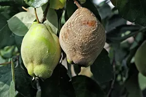 Rotten: Quince - with rot either Monillia fructigena or