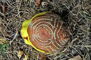 Rotten: Quince - with rot - either Monillia fructigena