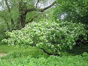 Quinces: Quince Tree in flower