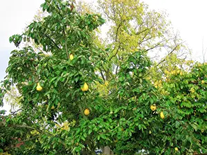 Cydonia: Quince Tree with fruit