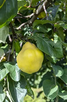 Cydonia: Quince on the tree, summer, Pas de Calais, France