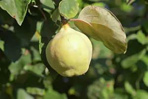 Cydonia: Quinces on the tree