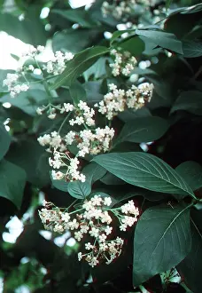 Allen Paterson: QUININE - In flower