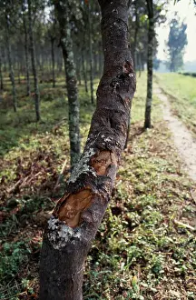 Fever: Quinine tree