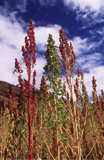 Francois Gohier: QUINOA-ANDEAN CEREAL GROWING